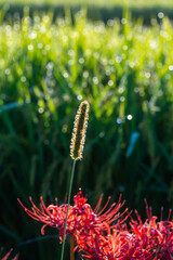 髭のような草と彼岸花と稲