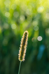 髭のような草と稲と朝露
