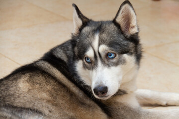  Beautiful Husky with blue eyes lies on the floor. Close-up.