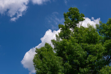 Spring green tree against blue sky and clouds