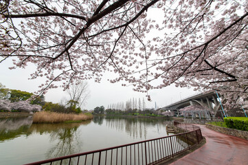 人工の池を取り囲むように咲く桜