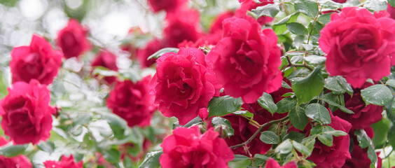 Obraz premium rose bush flowers during blossoming after rain