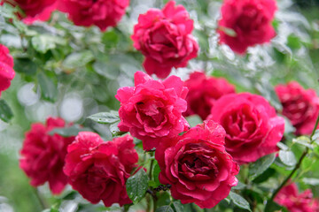 rose bush flowers during blossoming after rain