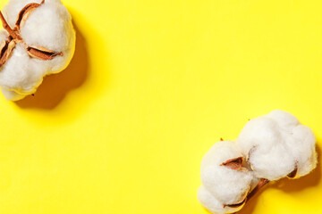 Simply minimal design with white cotton flowers isolated on yellow colorful background. Fabric cloth softness natural organic farm allergy concept.