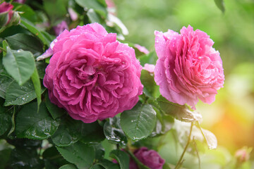 rose bush flowers during blossoming after rain