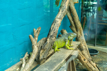 Green iguana Standing on the table Near the branch in the zoo