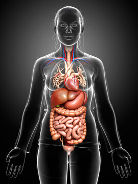 3d rendered medically accurate illustration of female Digestive System

