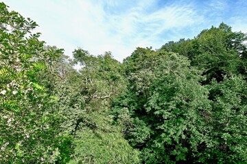 crowns of trees and shrubs with dense foliage