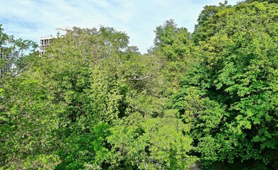 crowns of trees and shrubs with dense foliage