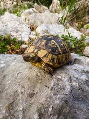 swamp turtle close up macro
