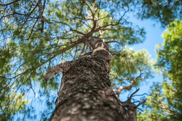 Tree with blue skies behind