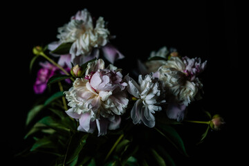 Beautiful delicate peonies on a dark background, blooming flowers, March 8, mother's day, birthday present