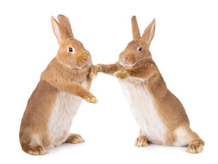 Two bunnies stand on their hind legs isolated on a white background.