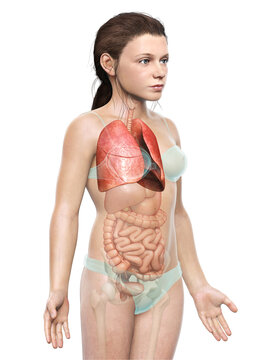 3d rendered, medically accurate illustration of a young girl lung anatomy