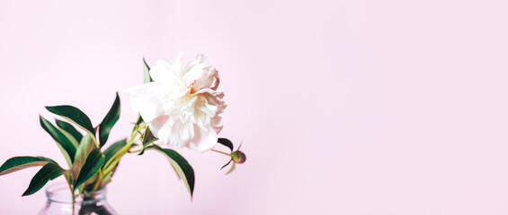 Beautiful delicate peony on a pink background, flower bloom, March 8, mother's day, birthday present