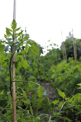 Obraz premium tomato plant