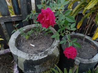 decorative flowers that have colorful leaf colors