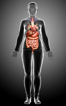 3d rendered medically accurate illustration of female Digestive System
