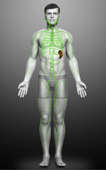 3d rendered medically accurate illustration of a male lymphatic system