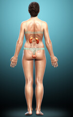 3d rendered, medically accurate illustration of female   kidneys