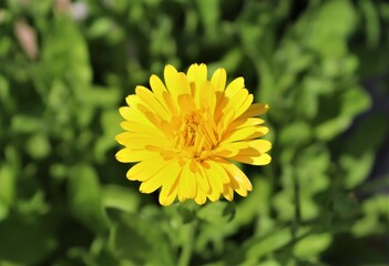 Pot marigold