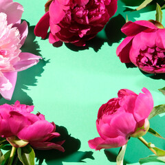 Pink peonies and leaves with hard shadow on pastel background. Trendy pattern, summer concept.