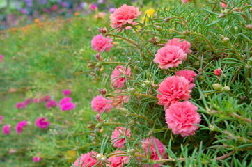 Fototapeta premium pink flowers in a garden