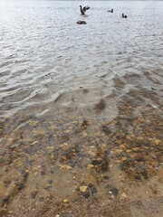 Ducks swing on the waves on the river