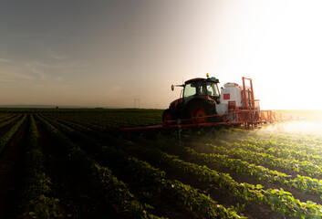 Tractor spraying soy field in sunset.