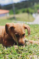 dog looking and gnawing, biting,  green grass vertical