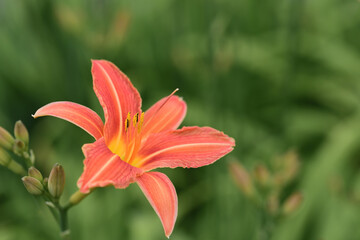 A bright daylily blooms in front of a green meadow in summer