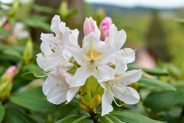 blooming rhododendron, white rhododendron, permanently green