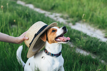 Happy puppy Jack Russell Terrier and his owner playing with strow hat in the summer meadow.