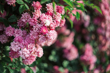 Beautiful pink roses in a garden in a sunlight . Dark green background.
