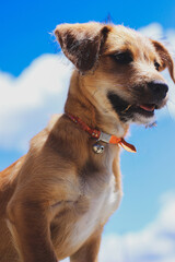 brown dog looking up with blue sky in the background vertical