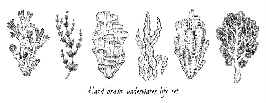 Coral, sea weed sketch graphic elements. Underwater icon set. Trendy coral reef, seaweed under water collection. Black line engrave style. Cool hand drawn vector illustration isolated white background