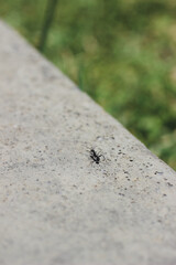 small ant on a gray cement wall and grass, vertical