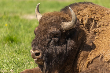 Portrait of a huge buffalo who is very hot