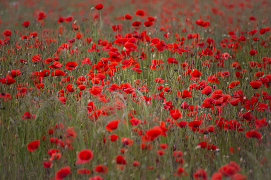 green and red beautiful poppy flower field background © Karneg
