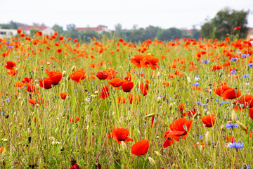 green and red beautiful poppy flower field background