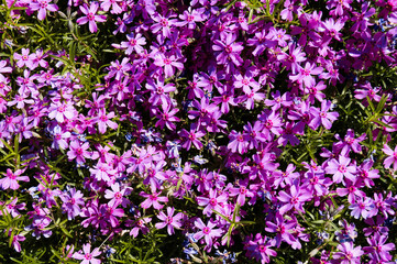 Fototapeta premium Creeping phlox (Phlox subulata), also known as the moss phlox.Macro photo nature lilac wild Phlox subulata flower. Texture background blooming wildflower. The image of a plant lilac purple. Close up.