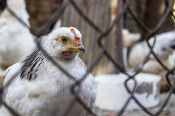 young white chicken looks through the wire netting. Chickens on farm behind the fence. Animal protection concept