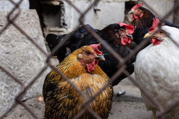 hen looks through the wire netting. Chickens on farm behind the fence. Animal protection concept