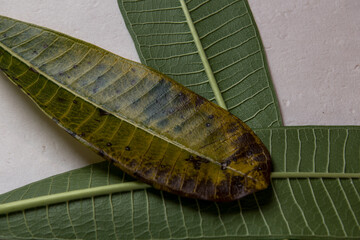 moth caterpillar on leaf