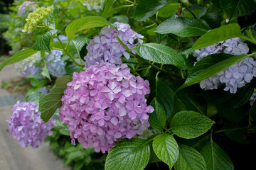 自然の中のアジサイ