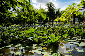 lotus swamp with 
Palm tree background