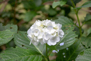 自然の中のアジサイ