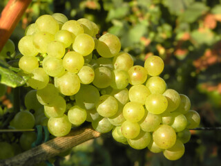 Ripe white grapes to make sparkling wine in a vineyard in Italy.
