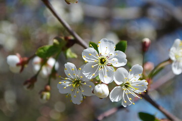 Cherry blossom. White flower. Spring. Spring garden. Blue sky.