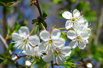Cherry blossom. White flower. Spring. Spring garden. Blue sky.